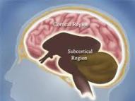 Zona corticală și subcorticală