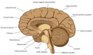 Creierul - Prezentare generală (secțiune)
